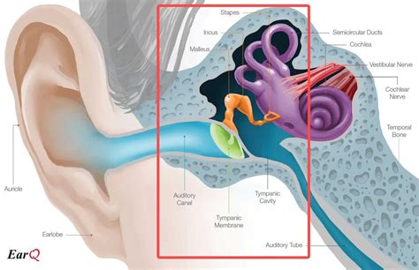 Inner Ear Diagram, Human Ear Diagram, How To Draw Ears, How To Pop Ears, Human Ear Anatomy ...