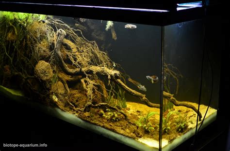 Thandwe creek – Rakhine, Myanmar, 390 L – Biotope Aquarium