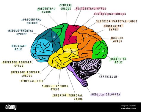 Folleto aceptable retroceder partes del cerebro anatomia Racional En la ...