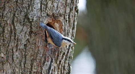 Premium Photo | Nuthatch preparing the nest site in spring