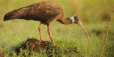 Cambodia establishes a new protected area to save endangered wildlife - LifeGate