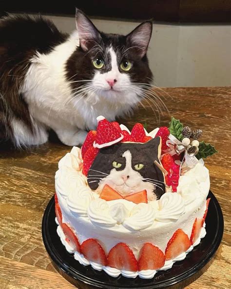 Cat cake : r/funny