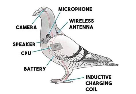 BIRDS ARE FAKE – Sudhian