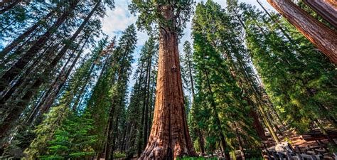 Hyperion is the Tallest Tree in the World, it Stands 380 Feet Tall and is Over 800 Years Old ...