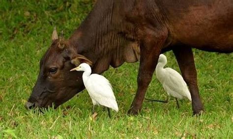 Cattle Egret | Bird pictures, Cattle, Cow