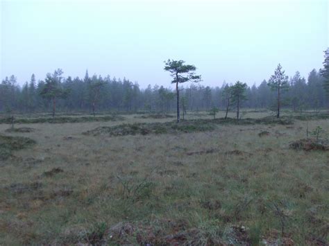 Cloudberry picking adventures in Sweden