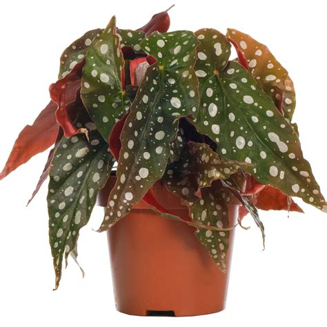 20-30cm Spotted Begonia Maculata Stunning Potted Premium House Plant ...