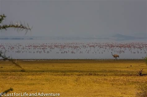 The Flamingos of Lake Manyara | Lust for Life and Adventure