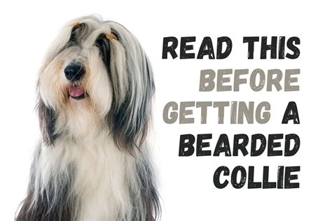 What You Should Know Before Adopting a Bearded Collie