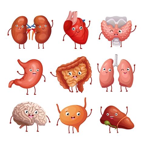 Premium Vector | Cute cartoon human organs. stomach, lungs and kidneys ...