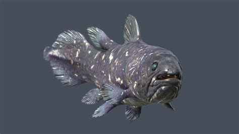 coelacanth (genus Latimeria) - 3D model by lanking [162ba6f] - Sketchfab