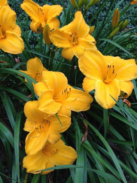 Daylily (Hemerocallis 'Sparkling Orange') in the Daylilies Database - Garden.org