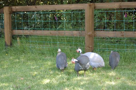 Burrow Farm: The Guinea Fowl