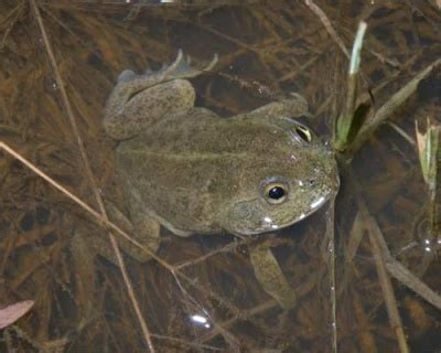 Water Holding Frog Facts and Pictures