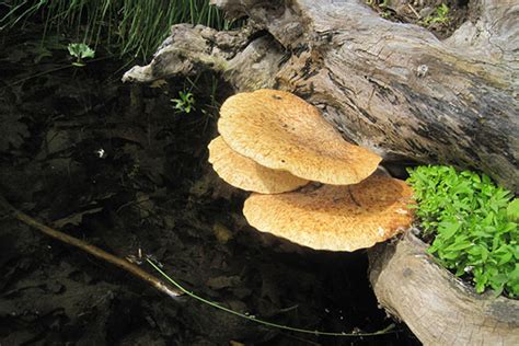 Forest Ecology III: Decomposer Discovery - The Ashokan Center