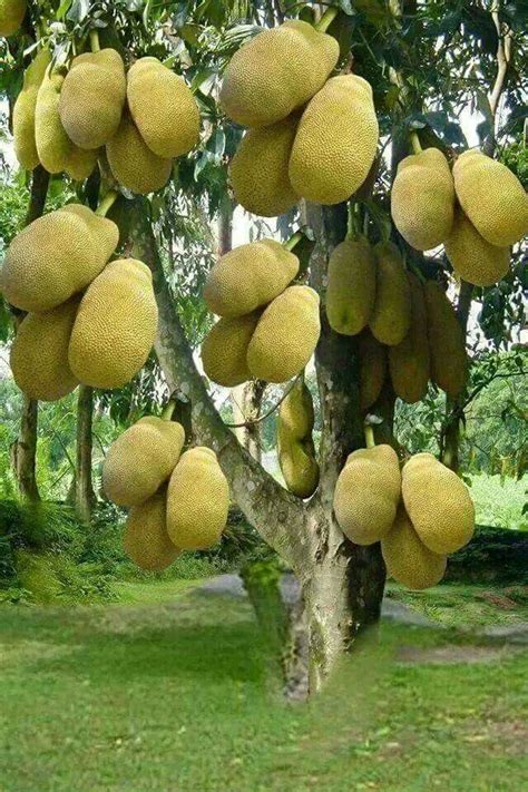 Arbol De Jackfruit