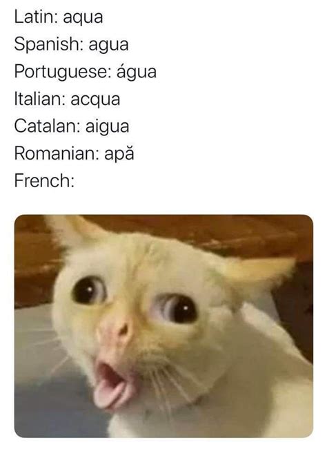 18++ Cat Memes In Spanish - Factory Memes