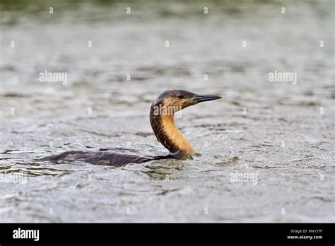 Black-throated loon emerged from the water,arctic, north bird migration, a rare bird, wildlife ...