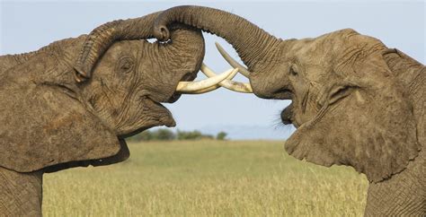 Maasai Mara National Reserve, Kenya - Journeys by Design