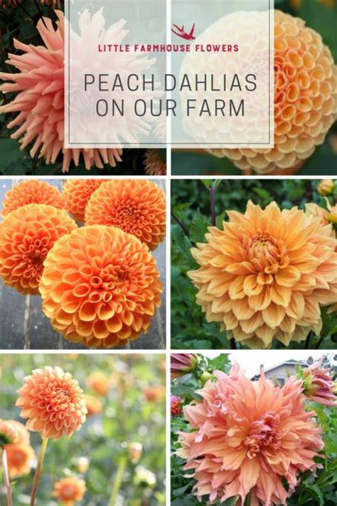 Dahlias on Our Farm — little farmhouse flowers | Flower farm, Dahlia, Growing cut flowers