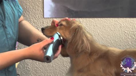 Grooming a Show Style Long Haired Dachshund - YouTube