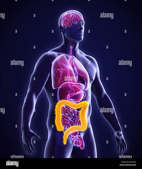 Human Colon Anatomy Stock Photo - Alamy