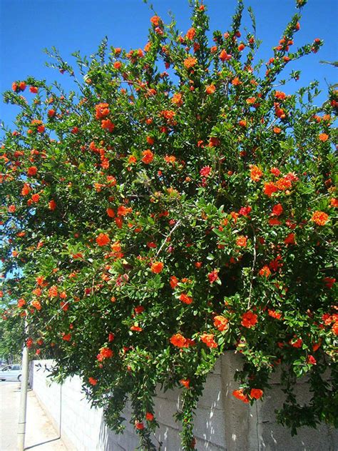 Pomegranate Tree Never Flowers : Pomegranate flower | Flowers ...