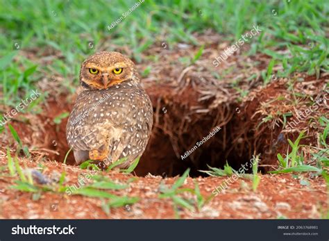 Burrowing Owl Entrance Burrow Nest On Stock Photo 2063768981 | Shutterstock