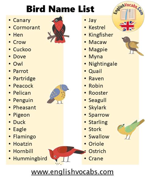 100 Bird Name List - English Vocabs in 2021 | Birds name list, Name ...