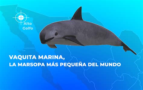 Vaquita marina, la marsopa más pequeña del mundo | Procuraduria Federal de Proteccion al ...