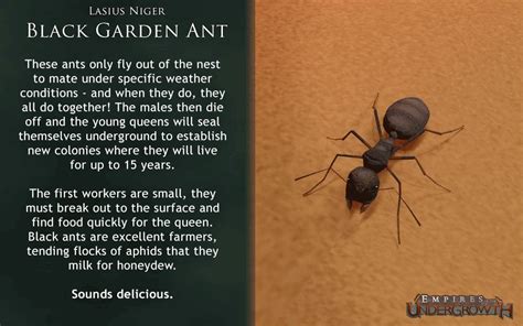 Ant Fact Gifs for Empires of the Undergrowth Game : r/ants