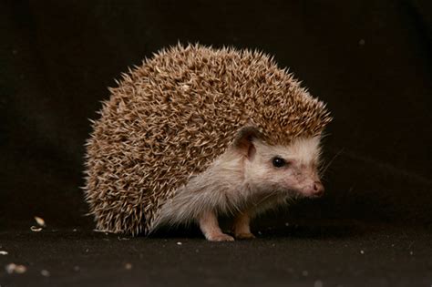 The Cute, but Tough, African Hedgehog | African Wildlife Foundation