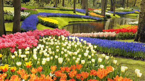 Beautiful Spring Flowers Around The World