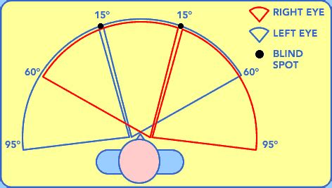 vision - What is the field of view of humans (not just fixed angle eyes ...