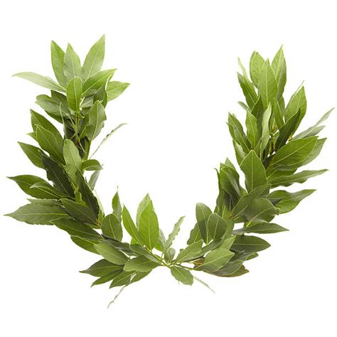 Royalty Free Laurel Wreath Pictures, Images and Stock Photos - iStock