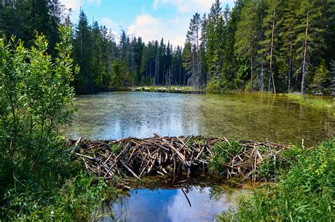 Beaver dams mitigate the effects of climate change on rivers - Earth.com