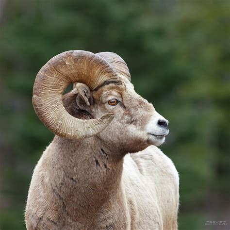 Ram Profile Photograph by Robert L Moffat - Pixels