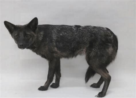 World’s first fox-dog hybrid discovered in Brazil, study says