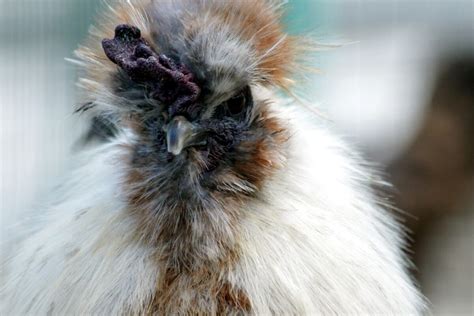 Discover the Fascinating Silkie Chicken