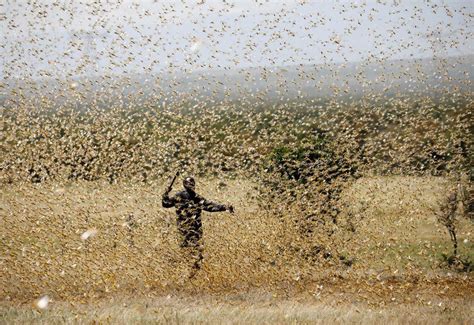 Hundreds of billions of locusts swarm in East Africa - BBC News