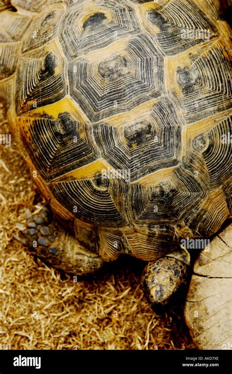 Tortoise shell tortoiseshell hi-res stock photography and images - Alamy