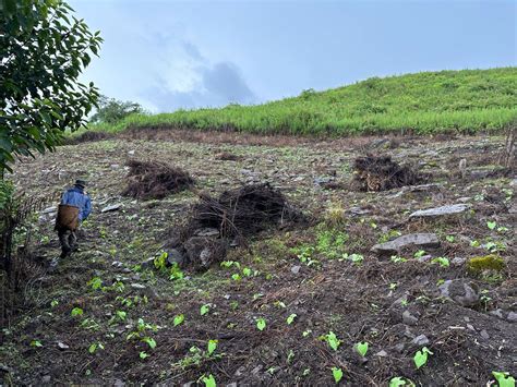 Kangpokpi farmers: waiting to be rehabilitated