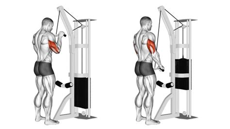 Cable Machine Workout: A Beginner's Guide to Strength Training