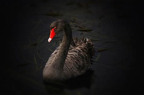 Cisne negro | Economipedia