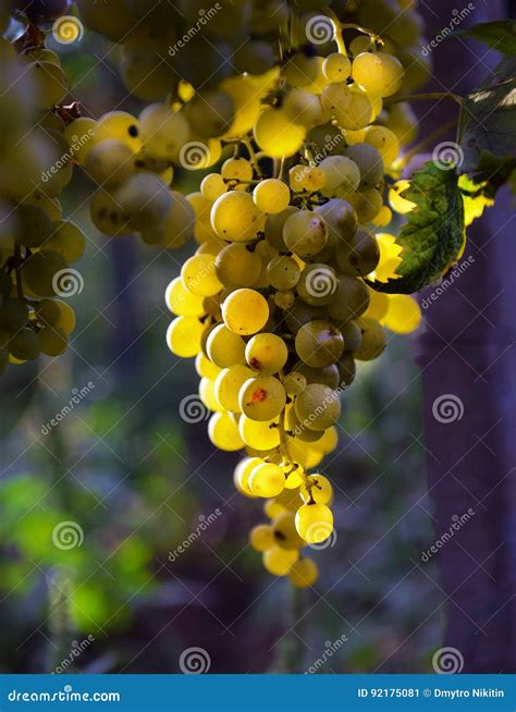 Muscat grapes stock image. Image of agriculture, ripe - 92175081