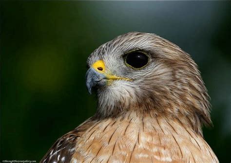 Hawk Eye... - ID: 1574295 © Richard Fortune | Bird species, Birds of ...