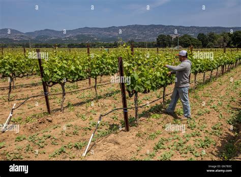 winery workers, vineyard workers, trellising grapevines, pruning vines, Robert Biale Vineyards ...