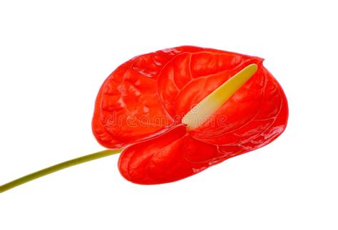 Spadix Flower Isolated On White Background Stock Image - Image of ...