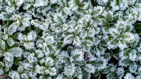 15 Taiga Plants That Thrive in the Boreal Forest