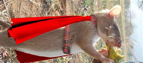 You won't believe how this badass rodent is saving lives